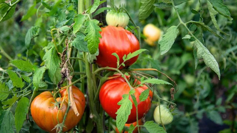 Tomatoes
