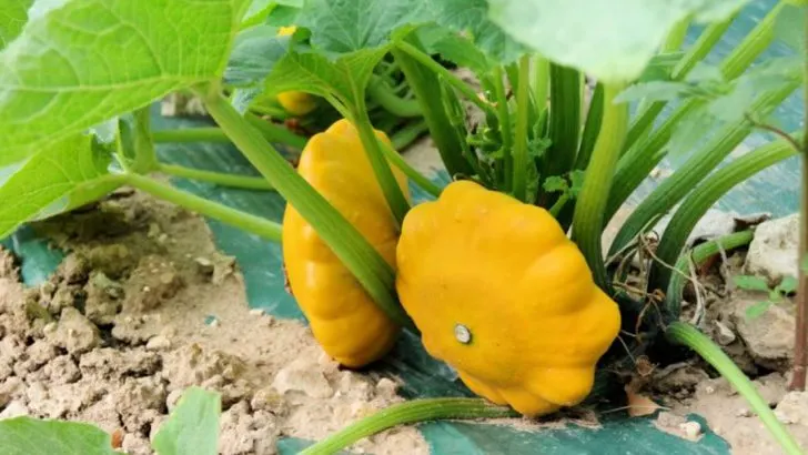 Zucchini Was a Total Flop Last Year? These 16 Summer Veggies Are Less Fussy