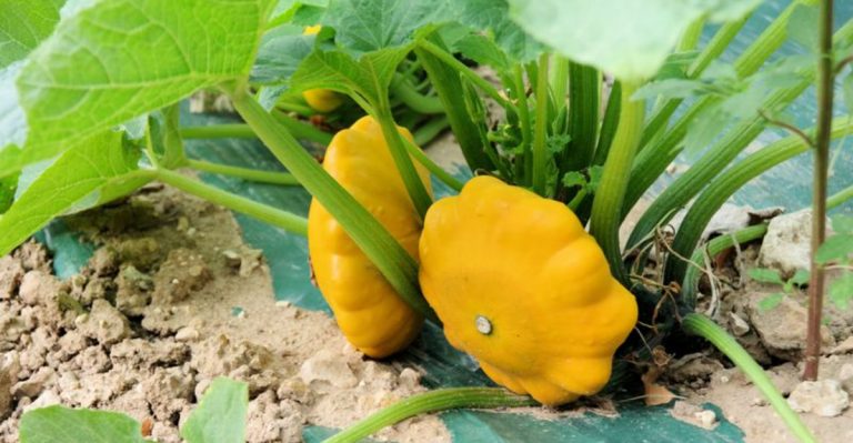 Zucchini Was a Total Flop Last Year? These 16 Summer Veggies Are Less Fussy