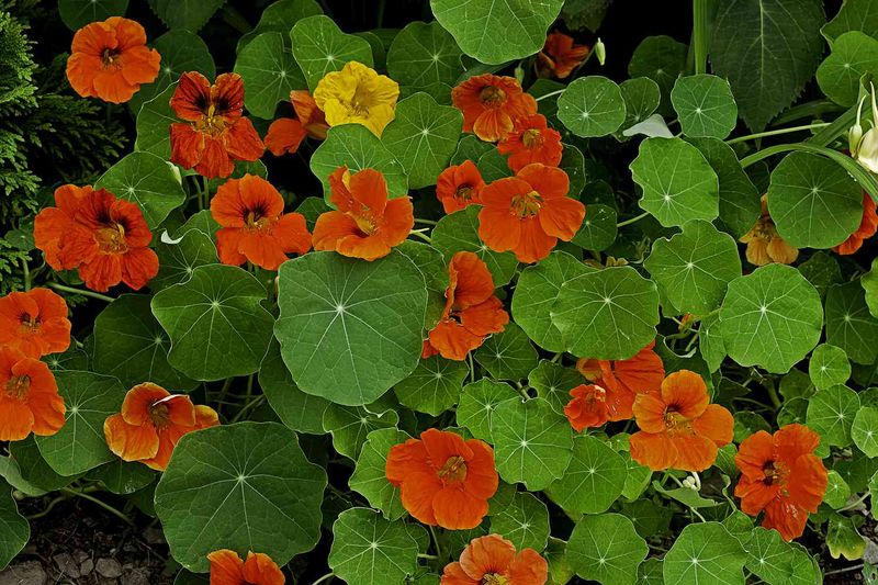 Zucchini and Nasturtiums