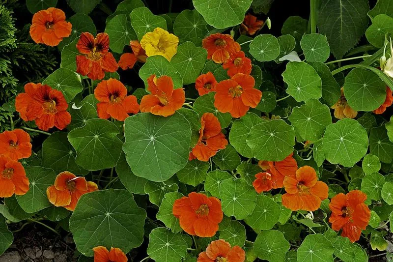 Zucchini and Nasturtiums