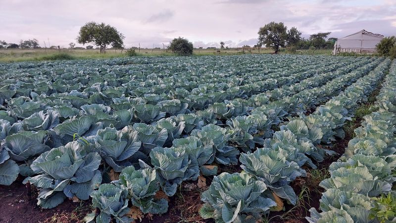 Cabbage