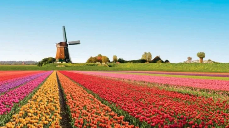 Colorful Tulip Fields in the Netherlands You Need to See at Least Once