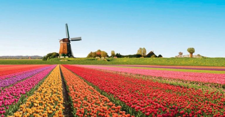 Colorful Tulip Fields in the Netherlands You Need to See at Least Once