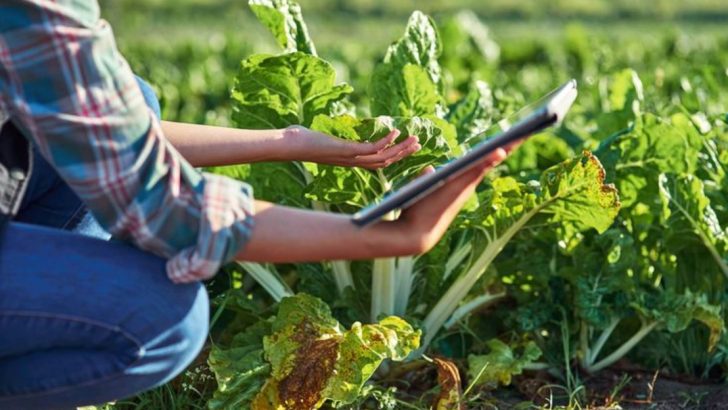 Data-Driven Gardening Approaches Using Simple Smartphone Apps (No Fancy Equipment)