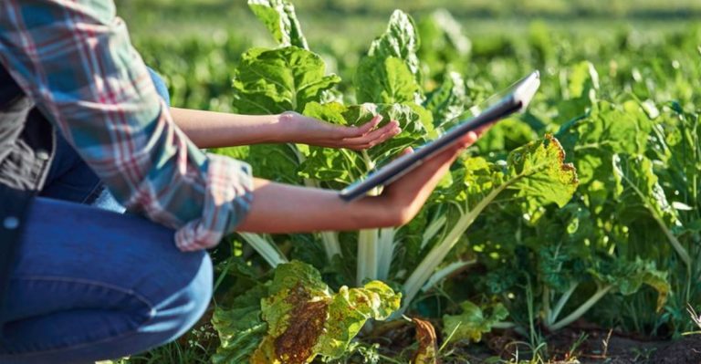 Data-Driven Gardening Approaches Using Simple Smartphone Apps (No Fancy Equipment)