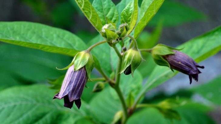 Deadly Nightshade (Belladonna): Toxicity, Appearance, and Removal