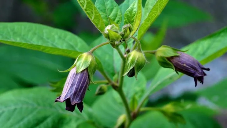 Deadly Nightshade (Belladonna): Toxicity, Appearance, and Removal