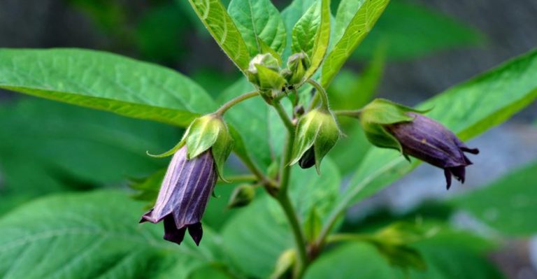 Deadly Nightshade (Belladonna): Toxicity, Appearance, and Removal