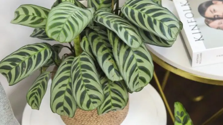 Designing with Plant ‘Voices’: Matching Texture to Mood