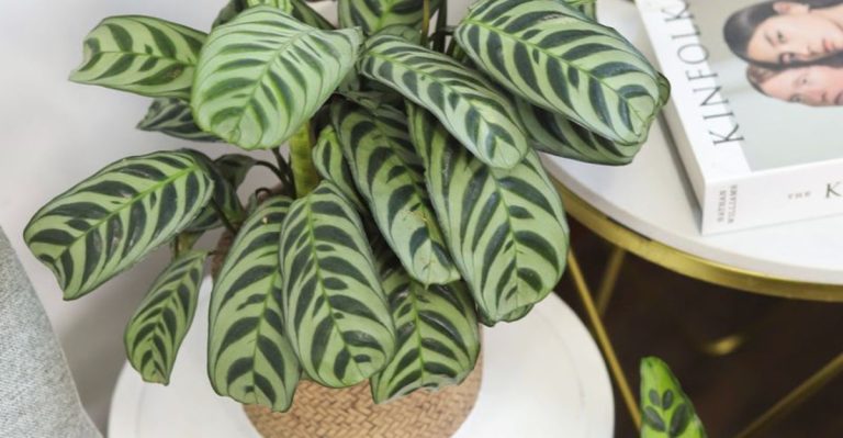 Designing with Plant ‘Voices’: Matching Texture to Mood