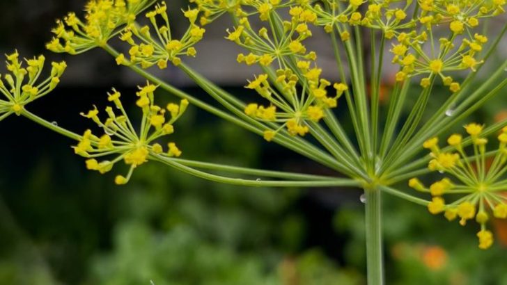Dill: The Underrated Herb You’re Not Growing (But Should Be)