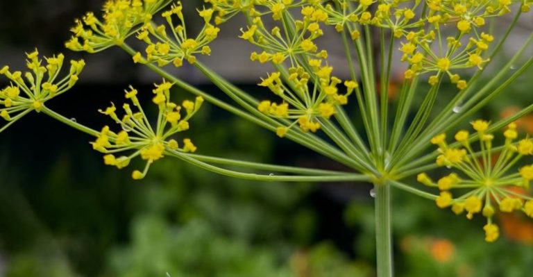 Dill: The Underrated Herb You’re Not Growing (But Should Be)