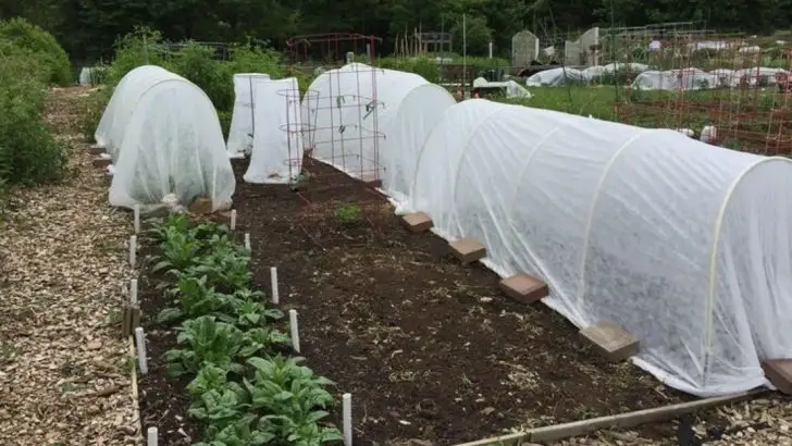 Don’t Buy a Greenhouse Until You Try These DIY Alternatives