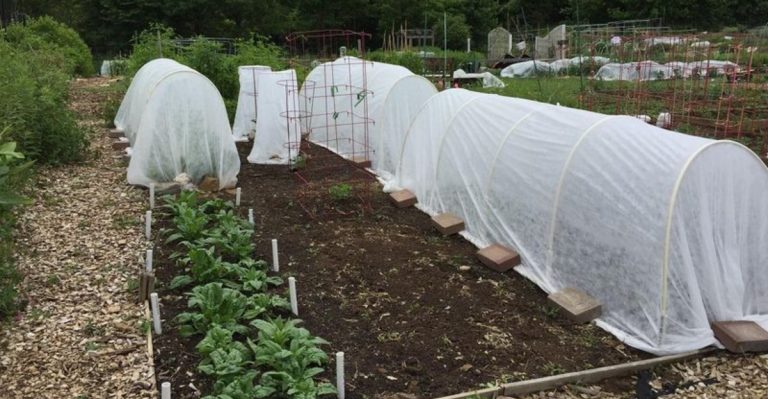 Don’t Buy a Greenhouse Until You Try These DIY Alternatives