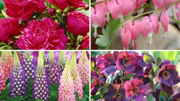 Don’t Divide These 14 Popular Perennials – They Never Recover Well