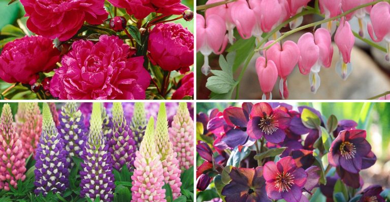 Don’t Divide These 14 Popular Perennials – They Never Recover Well