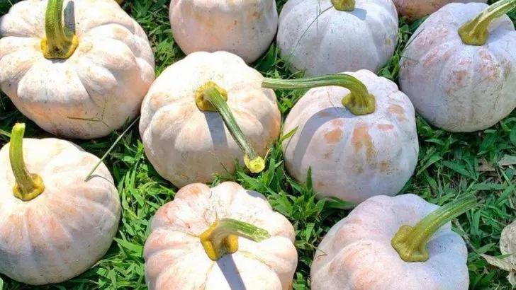 Don’t Plant These 9 Vegetables Unless You Have Tons of Space (Try These 9 Compact Ones Instead)