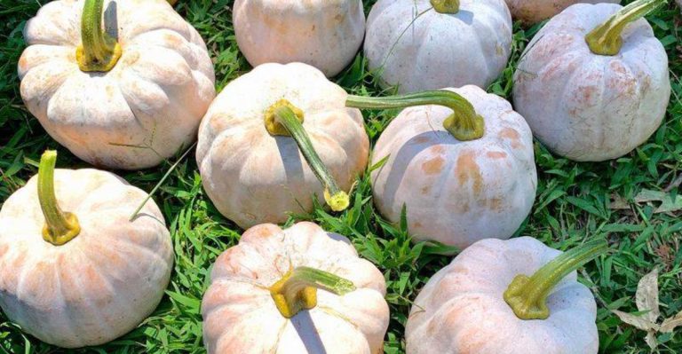 Don’t Plant These 9 Vegetables Unless You Have Tons of Space (Try These 9 Compact Ones Instead)