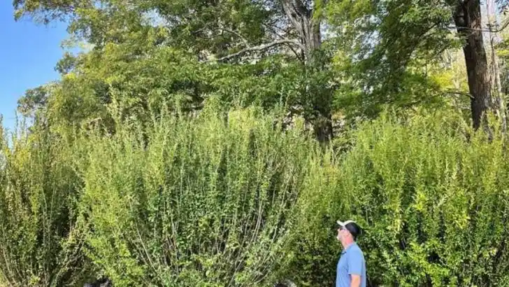 Don’t Rely on These 8 Plants for Privacy—They Bare Out Fast (Try These 8 Evergreen Alternatives)