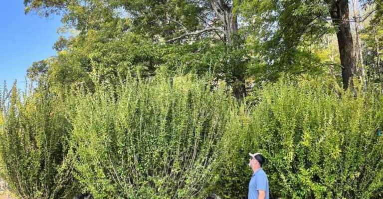 Don’t Rely on These 8 Plants for Privacy—They Bare Out Fast (Try These 8 Evergreen Alternatives)