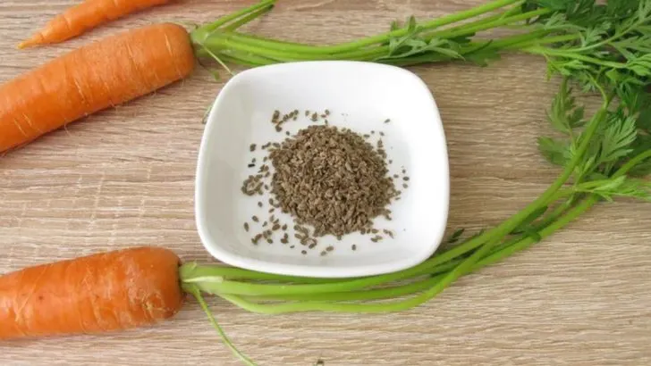 Don’t Waste Time Starting These 13 Seeds Indoors—They Hate Being Transplanted