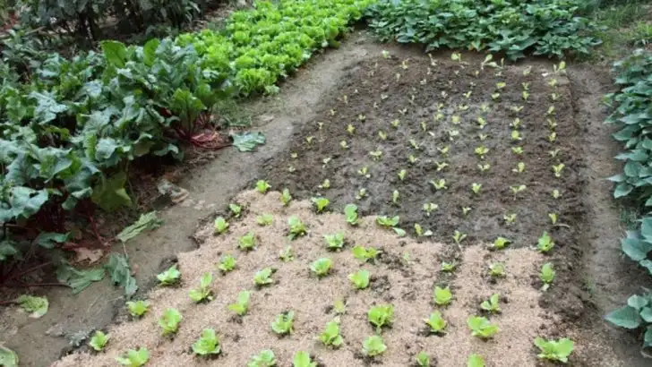 Everything I Learned Gardening This Year – Plant Spacing, Soil Types, Trellises & More