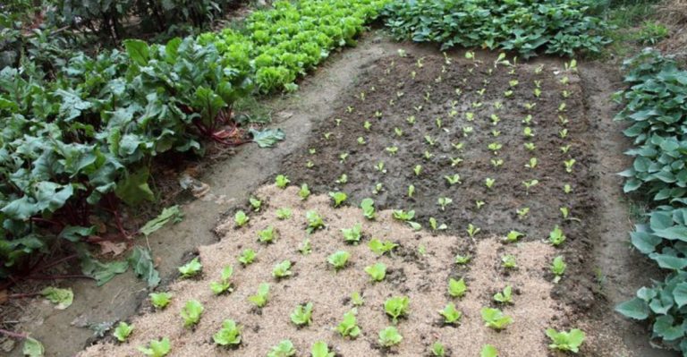 Everything I Learned Gardening This Year – Plant Spacing, Soil Types, Trellises & More