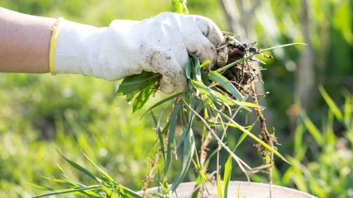 First Week of June Garden Checklist—25 Tasks That Prevent Summer Disasters