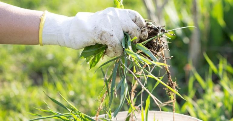 First Week of June Garden Checklist—25 Tasks That Prevent Summer Disasters
