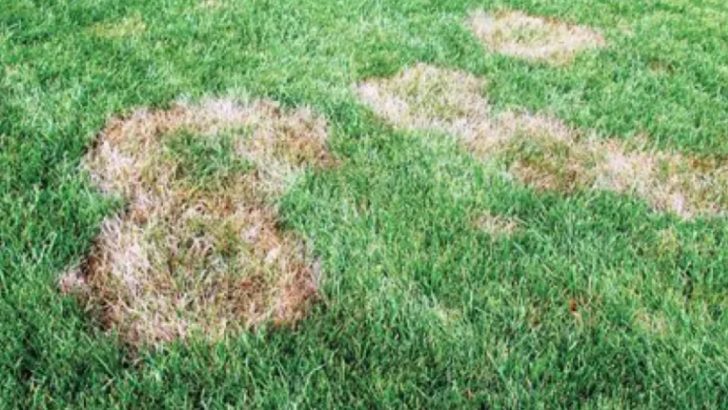 Fix Memorial Day Weekend Lawn Damage Before It Gets Worse