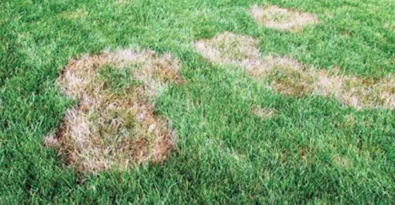 Fix Memorial Day Weekend Lawn Damage Before It Gets Worse
