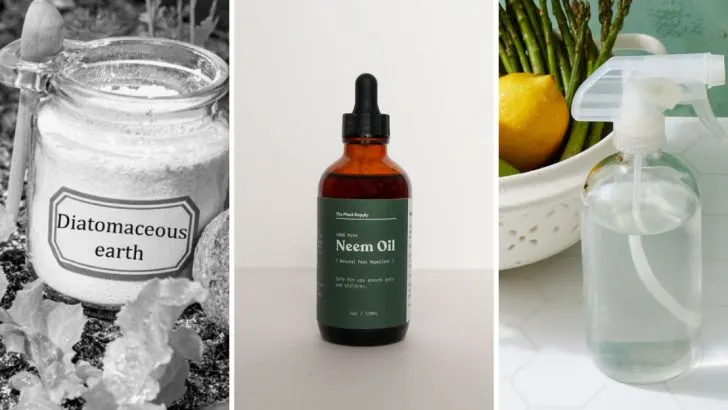 Here Are 13 Ways to Get Rid of Ants Nesting in Plant Containers