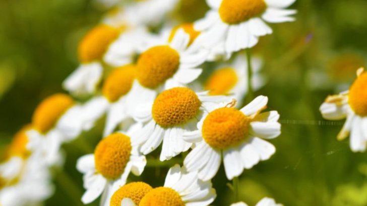 Heritage European Cottage Herbs Making Their First American Garden Appearances