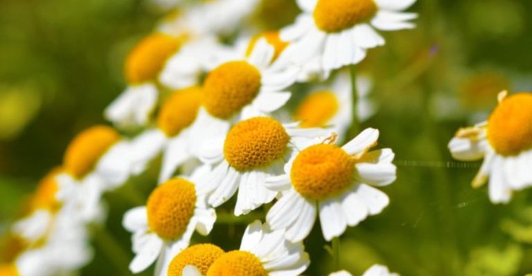 Heritage European Cottage Herbs Making Their First American Garden Appearances