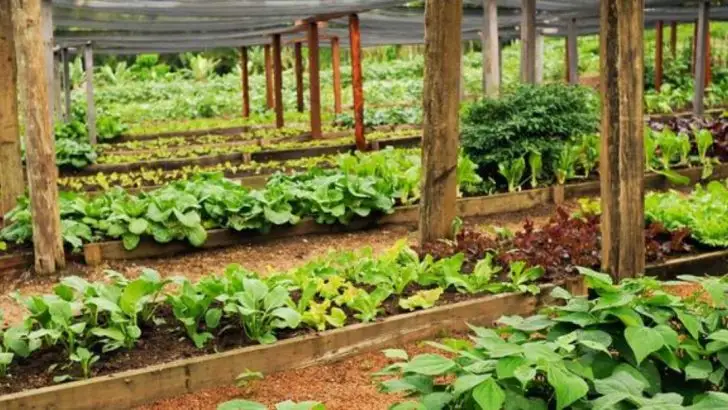 How a 1,000-Year-Old Mayan Farming Method Is Making a Comeback