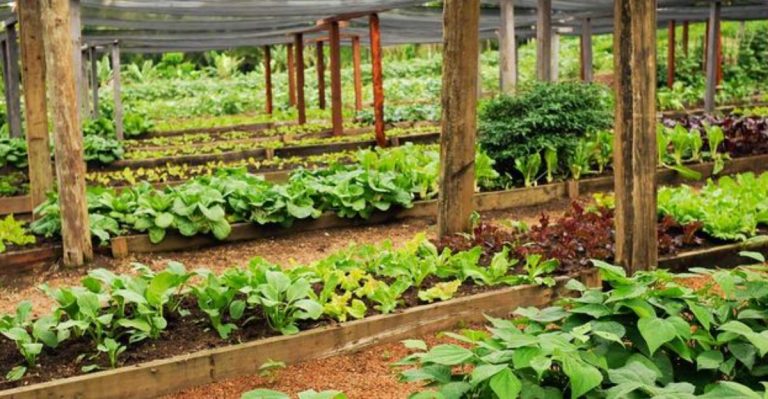 How a 1,000-Year-Old Mayan Farming Method Is Making a Comeback