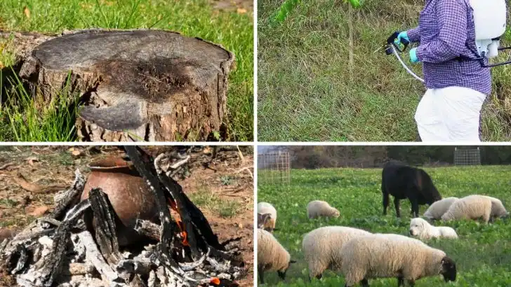 How I Finally Got Rid of Japanese Knotweed (After Years of Trying)