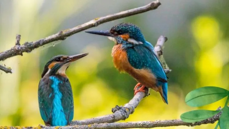 How I Let Birds Reseed My Garden (And Didn’t Regret It)