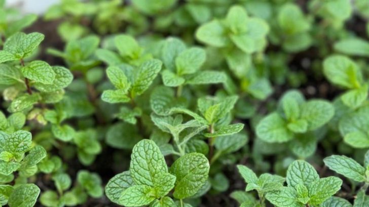 How I Made a Garden That Smells Different When It Rains