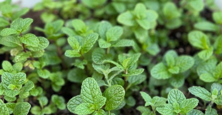 How I Made a Garden That Smells Different When It Rains