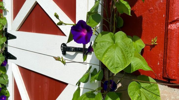 How I Trained My Garden to Tell Time Without a Clock