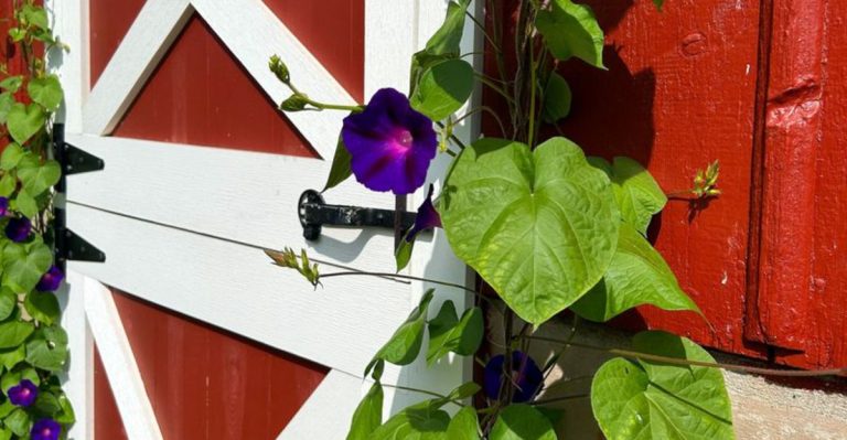 How I Trained My Garden to Tell Time Without a Clock
