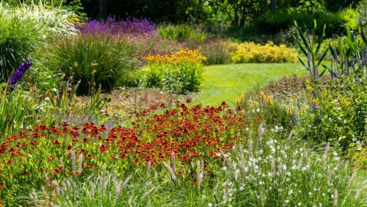 How I Turned a Patch of Grass Into an Edible Meadow in Just 3 Weeks