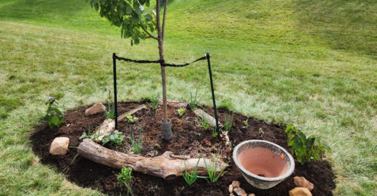 How I Use Plant “Guilds” to Replace Entire Raised Beds With Natural Systems
