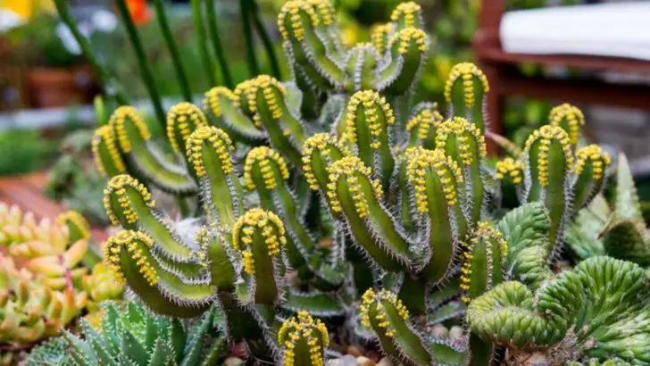 How I Use Rain Shadows in My Garden to Grow Opposites Side by Side