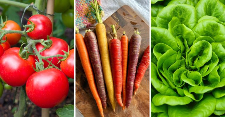 How Much to Plant Per Person in the Garden for a Season of Fresh Food