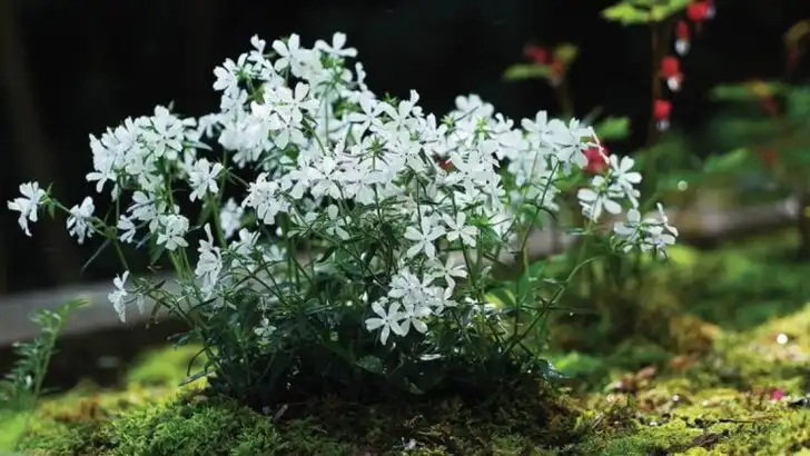 How My Garden Repaired an Abandoned Path—Without My Help