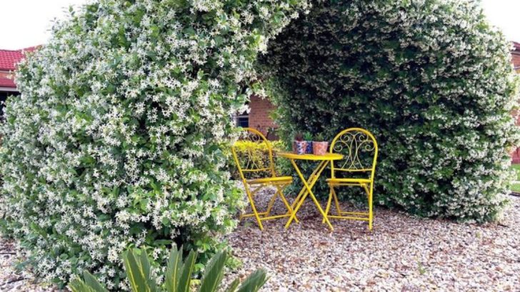 How to Build a Garden That Changes Scent by Time of Day
