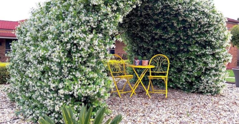 How to Build a Garden That Changes Scent by Time of Day